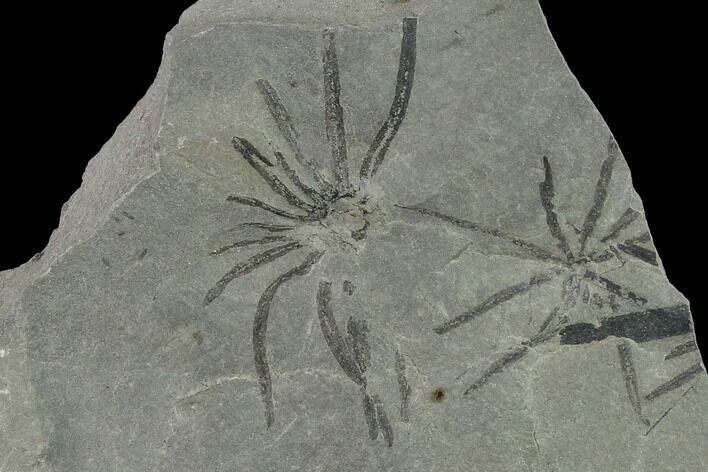 Pennsylvanian Fossil Horsetail (Annularia) Plate - Kentucky #138528